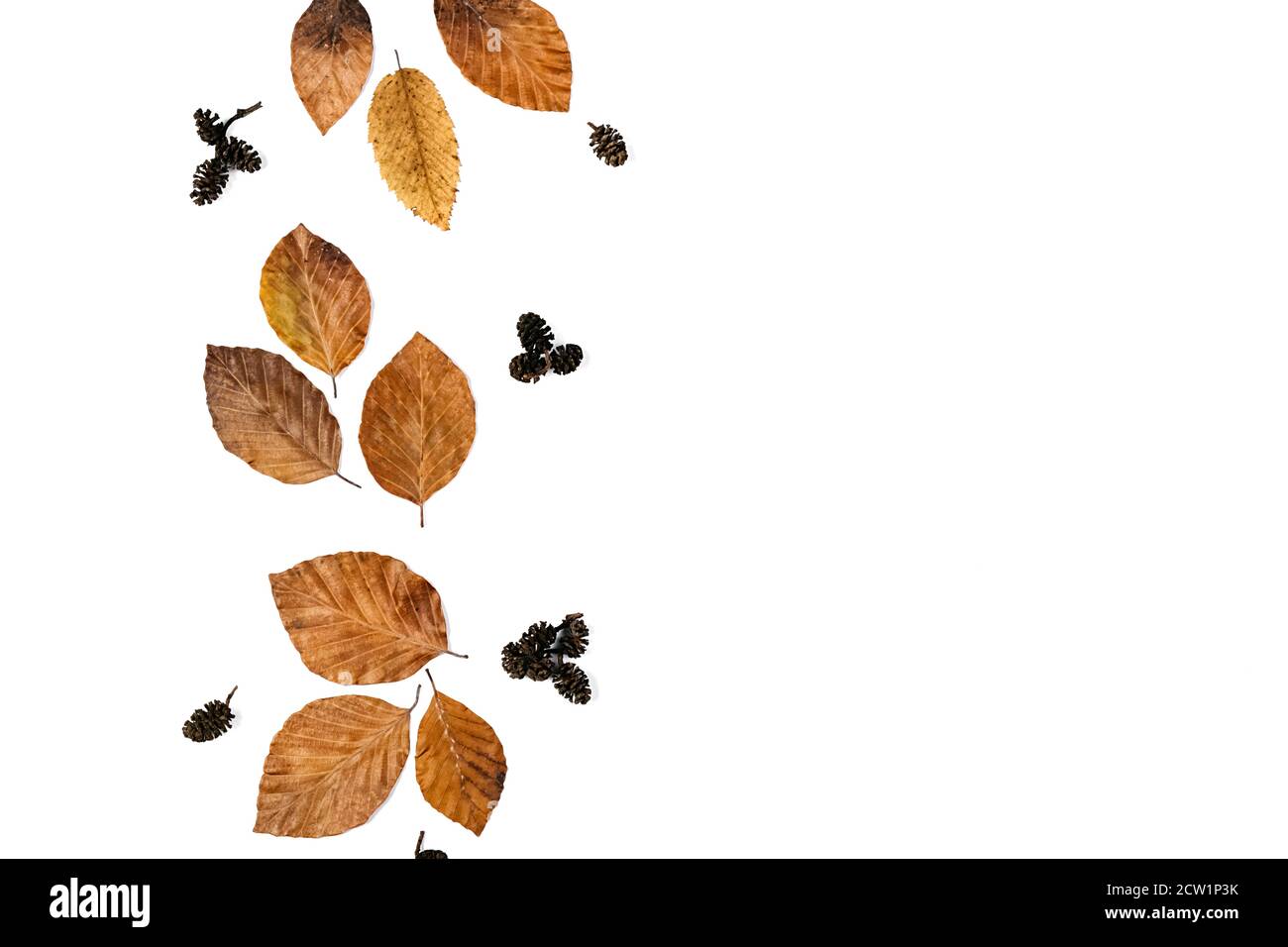 Composizione creativa. Foglie piccole asciugate su sfondo bianco dello studio per la pubblicità. Autunno, caduta, giorno di ringraziamento concetto. Disposizione piatta, vista dall'alto Foto Stock