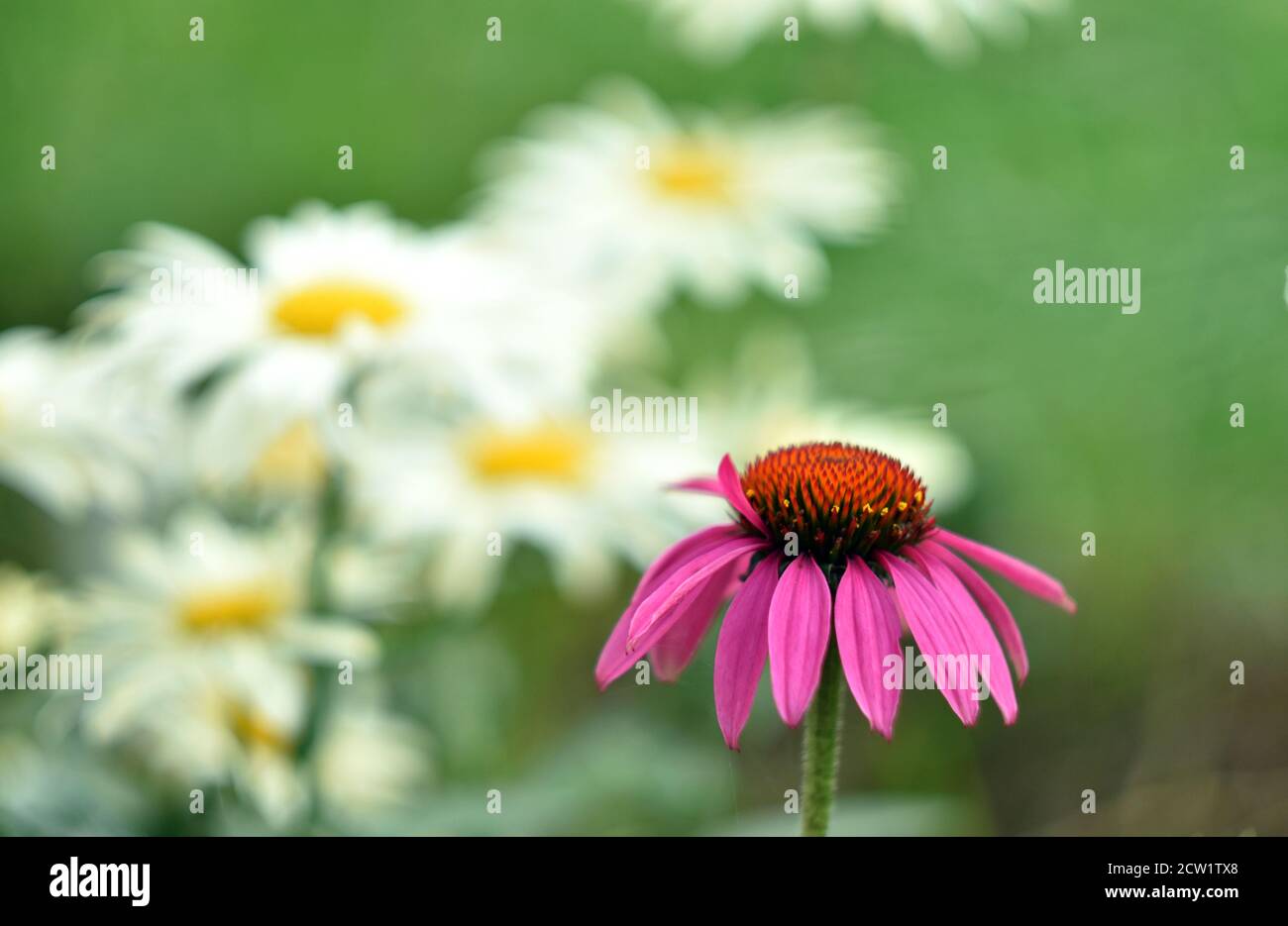 Primo piano di un vivace fiore rosa di echinacea con margherite bianche sfocate sullo sfondo, creando una scena naturale serena e colorata. Foto Stock