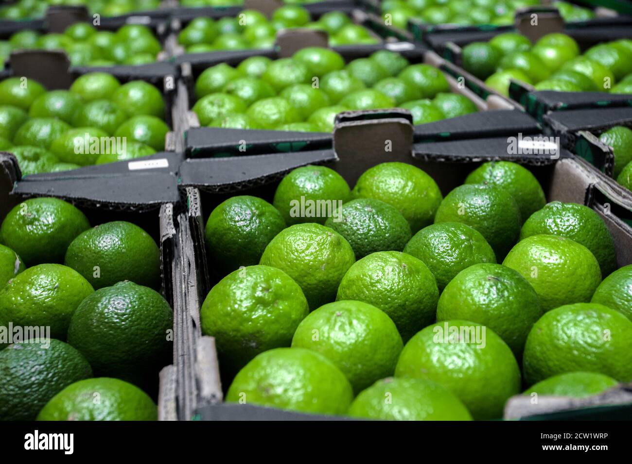 Lime mature fresche mature in scatole di cartone ad un mercato vegetale all'aperto. All'ingrosso. Sfondo da prugne. Fuoco selettivo. Foto di alta qualità Foto Stock