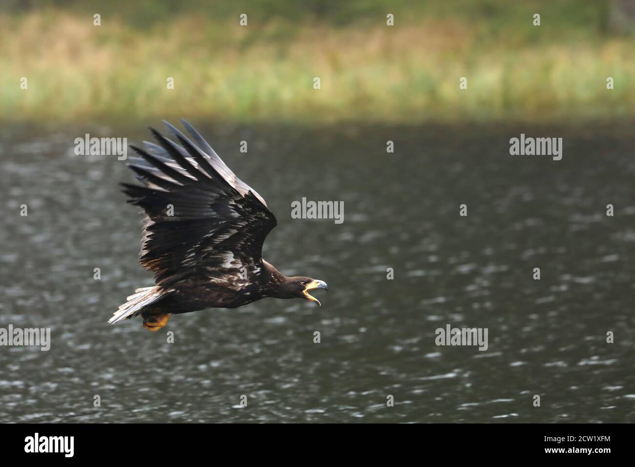 L'aquila di mare eurasiatica vola sopra lo stagno in tarda estate. Albicilla di Haliaetus Foto Stock