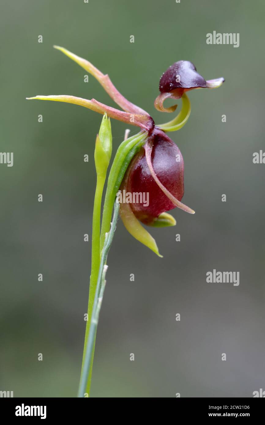 Orchidea di anatra volante immagini e fotografie stock ad alta risoluzione  - Alamy