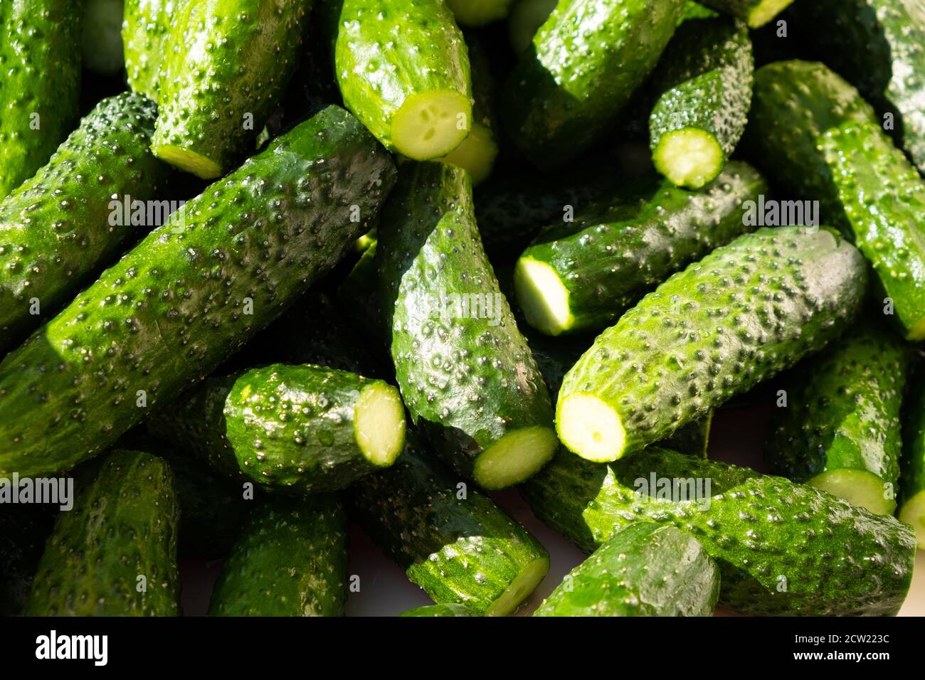 cetrioli verdi maturi in luce dura, fondo gherkins. Foto Stock