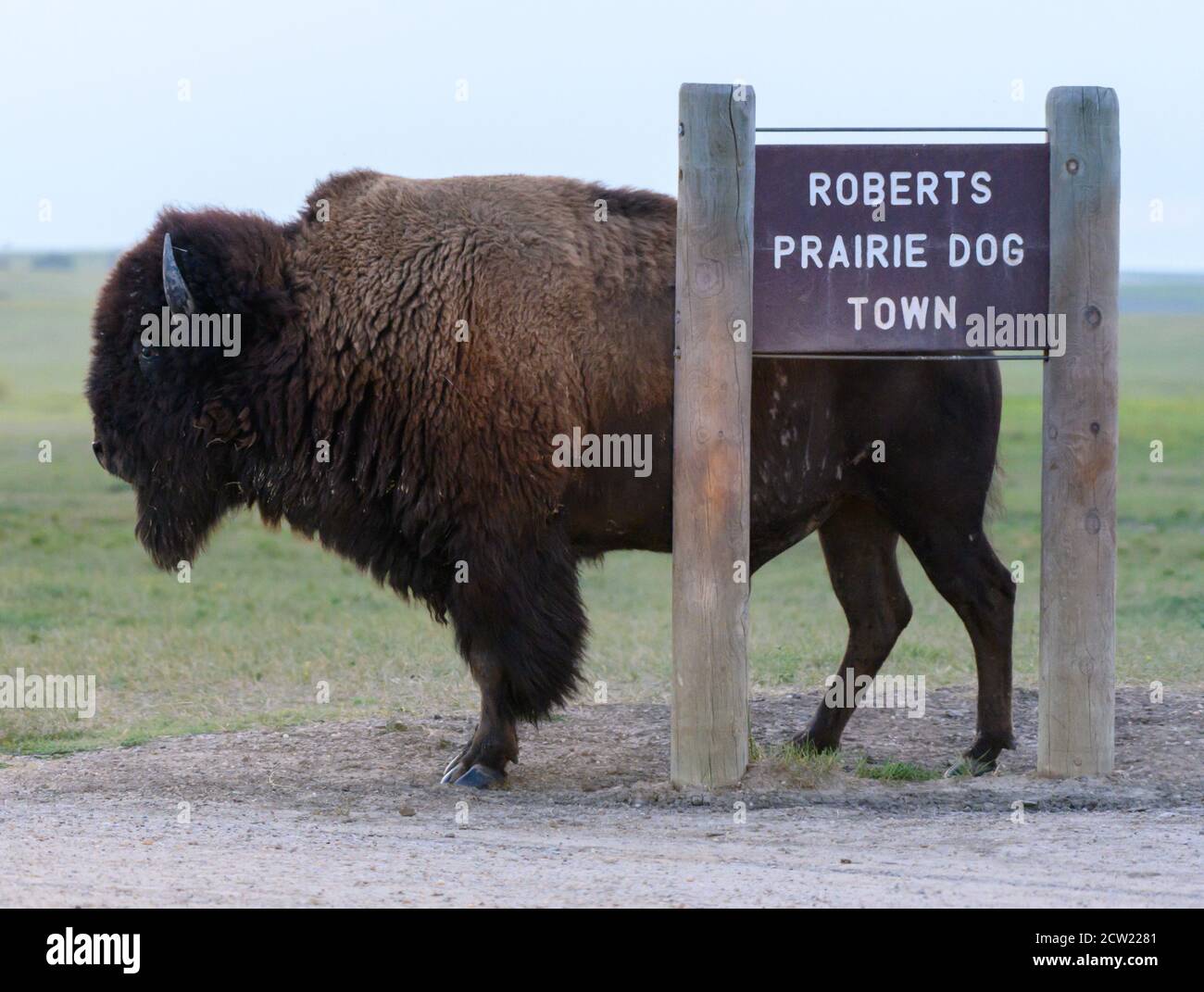 Bison graffi Torna su segno a Prairie cane città Foto Stock