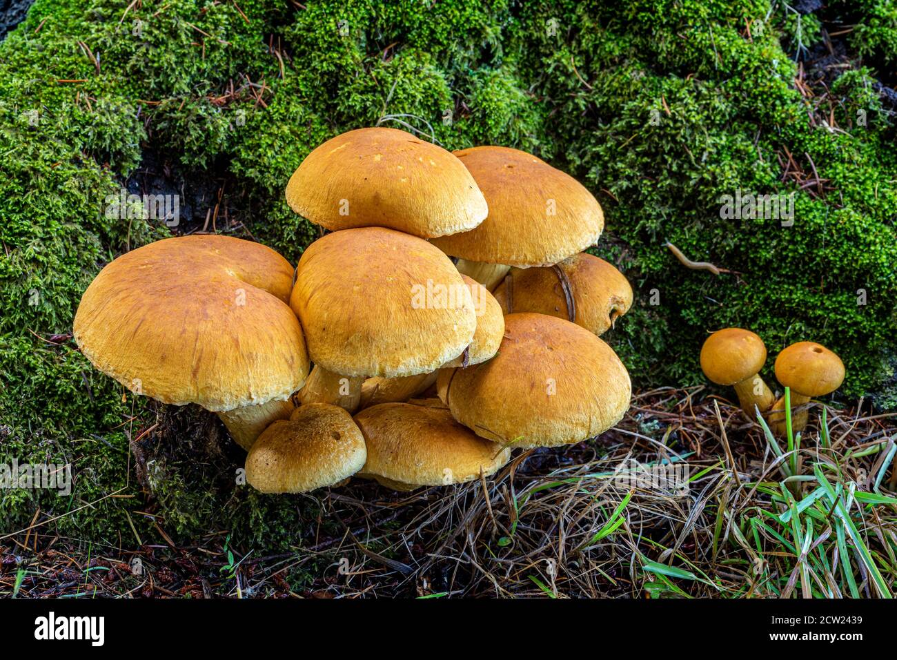 Un gruppo di funghi selvatici crescono alla base di un ceppo di alberi morti su Salt Spring Island, British Columbia, Canada. Foto Stock