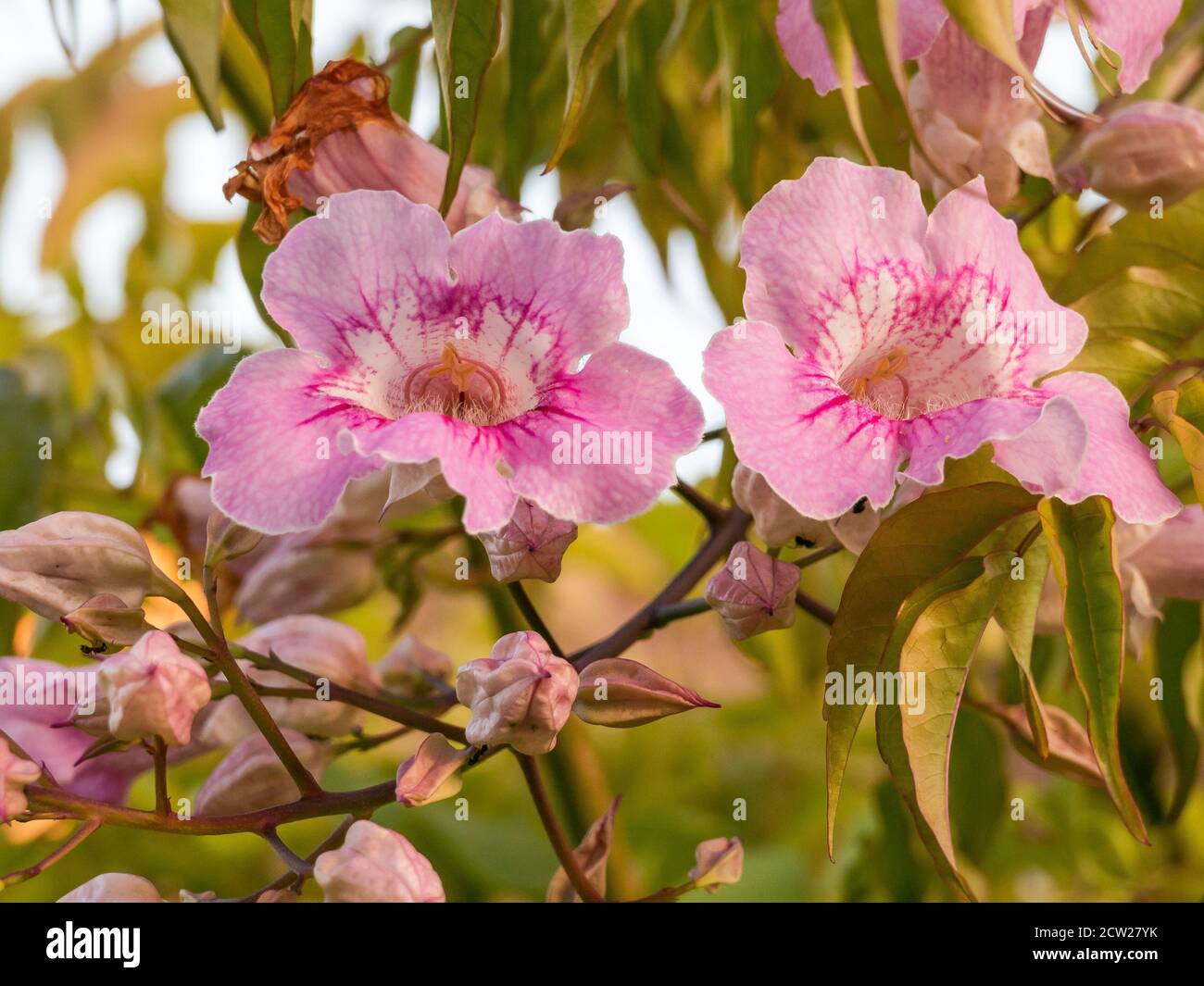 fiori rosa tromba vite bignonia rosada primo piano vista in estate Foto Stock