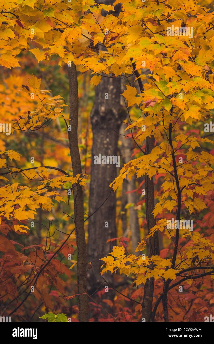 Alberi d'acero colorati in estate indiana Foto Stock