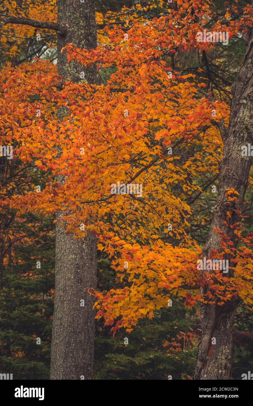Alberi d'acero colorati in estate indiana Foto Stock