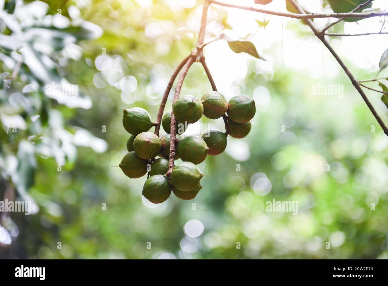 Noci di macadamia appese su albero di macadamia ramo in fattoria in l'estate Foto Stock