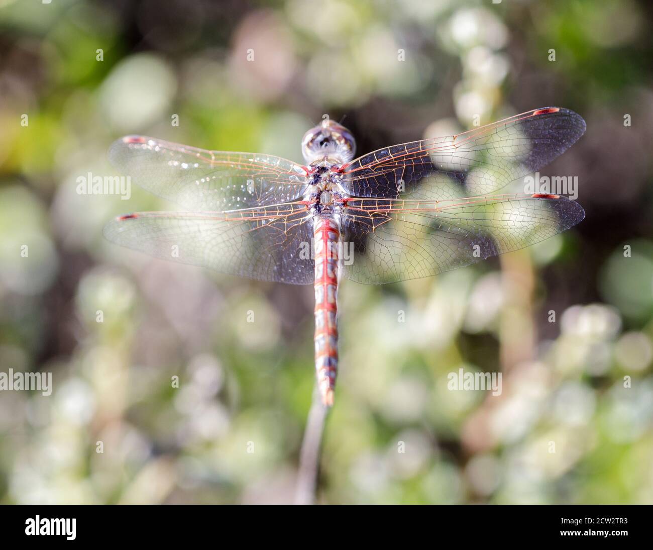Dragonfly di Meadowhawk variegato, maschio adulto Foto Stock