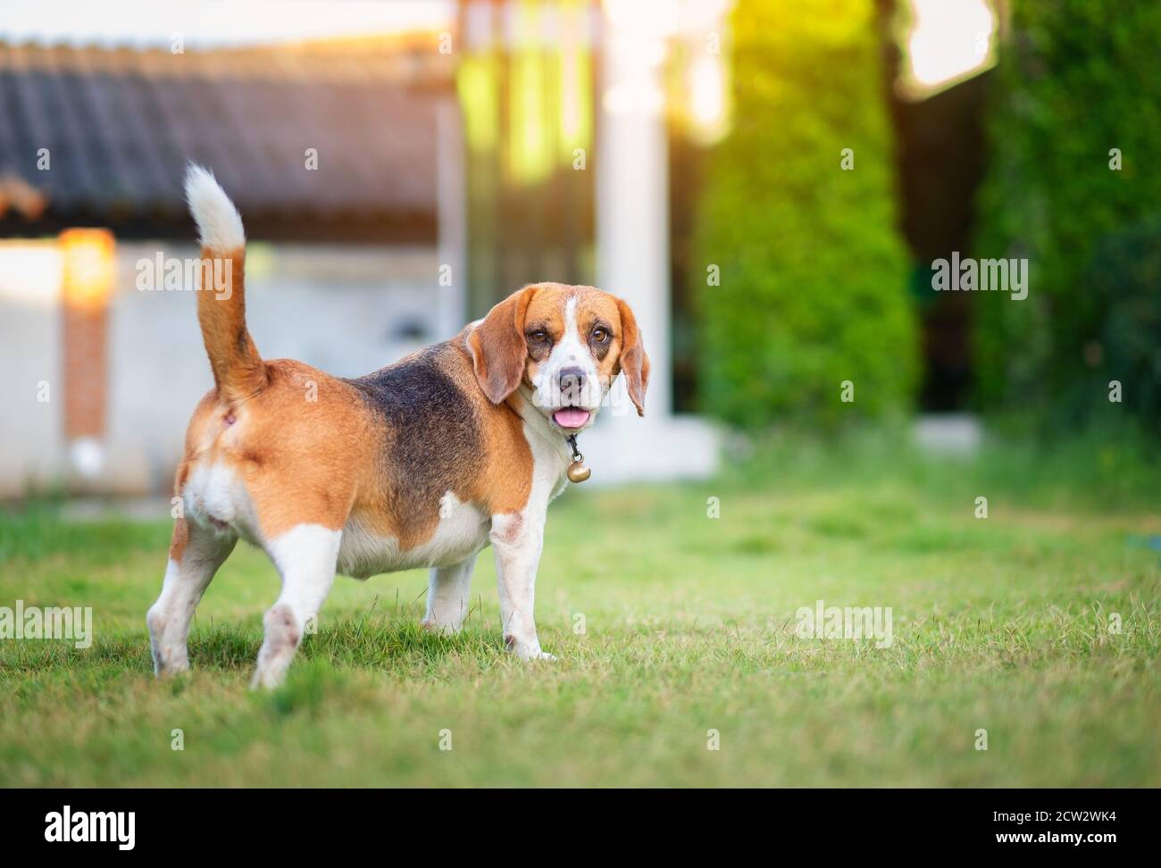 Beagle cane che cammina sull'erba verde Foto stock - Alamy