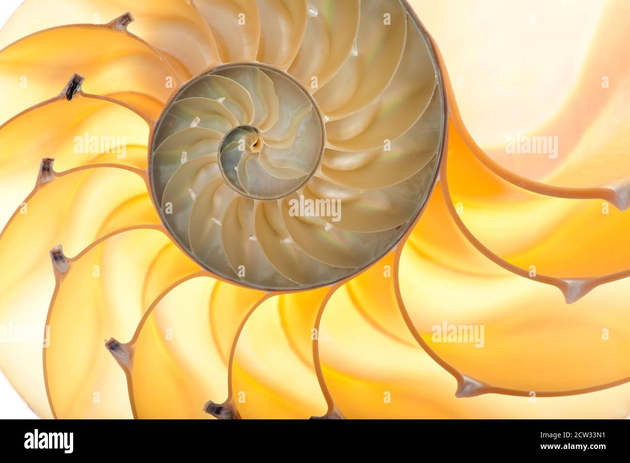 Foto dettagliata di un guscio retroilluminato dimezzato di una smussata nautilus (Nautilus pompilius) Foto Stock