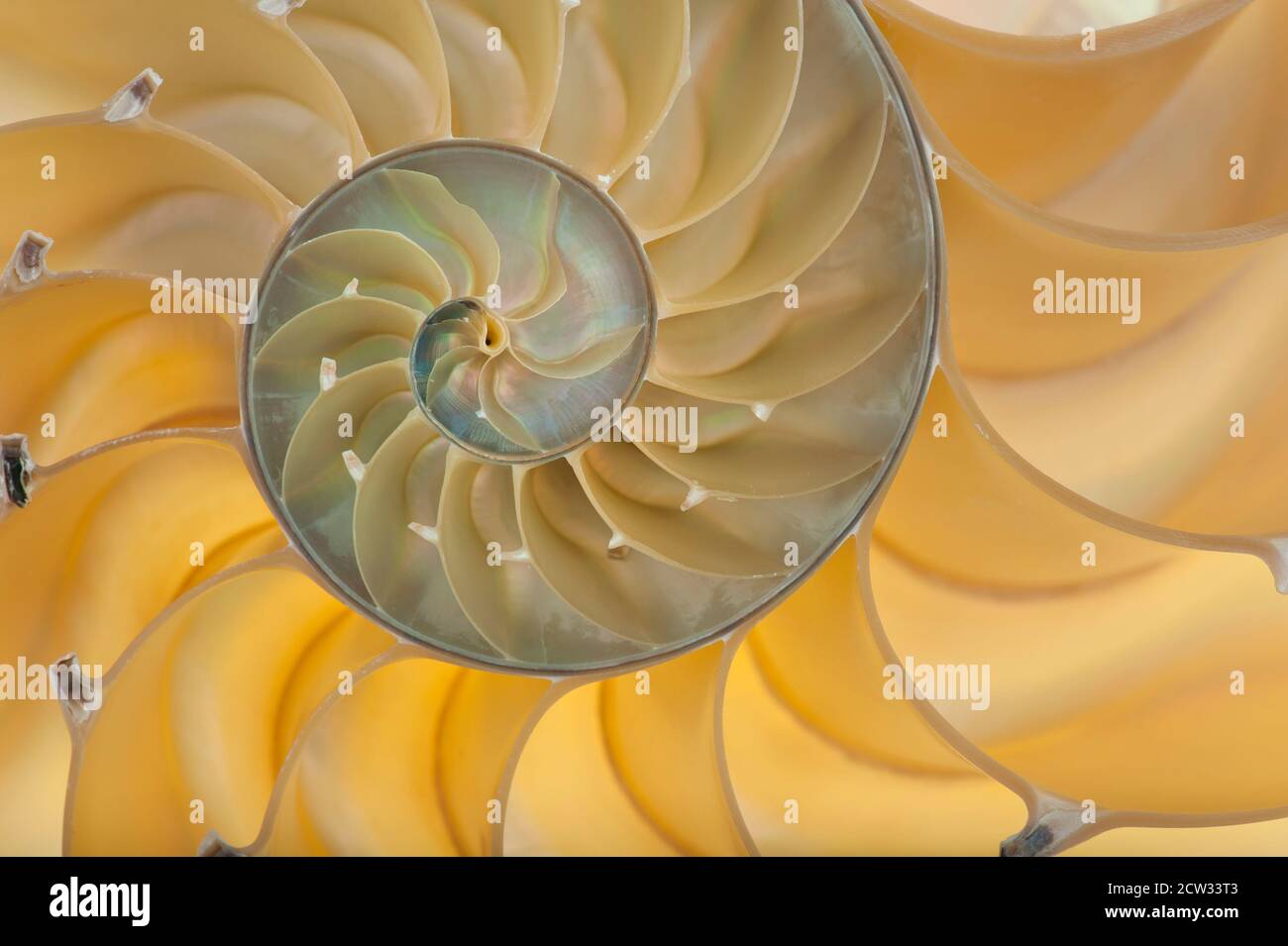 Foto dettagliata di un guscio retroilluminato dimezzato di una smussata nautilus (Nautilus pompilius) Foto Stock