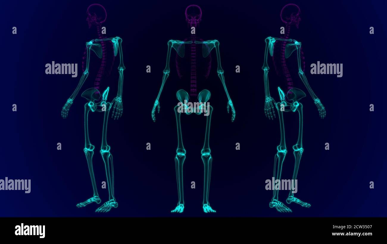 Scheletro Appendicolare Immagini E Fotos Stock Alamy