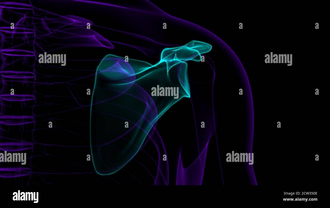 Anatomia scheletrica umana Scapula Bone 3D rendering for Medical Concept Foto Stock
