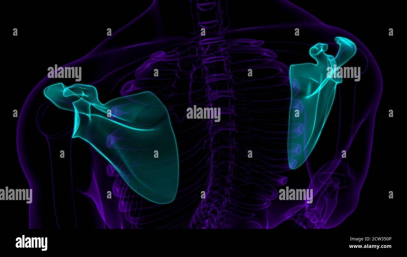 Anatomia scheletrica umana Scapula Bone 3D rendering for Medical Concept Foto Stock
