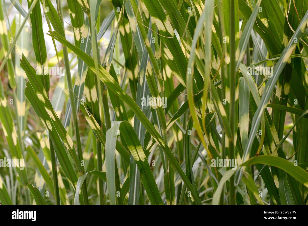 Zebra Grass Miscanthus sinensis Zebrinus alta elegante erba ornamentale Foto Stock