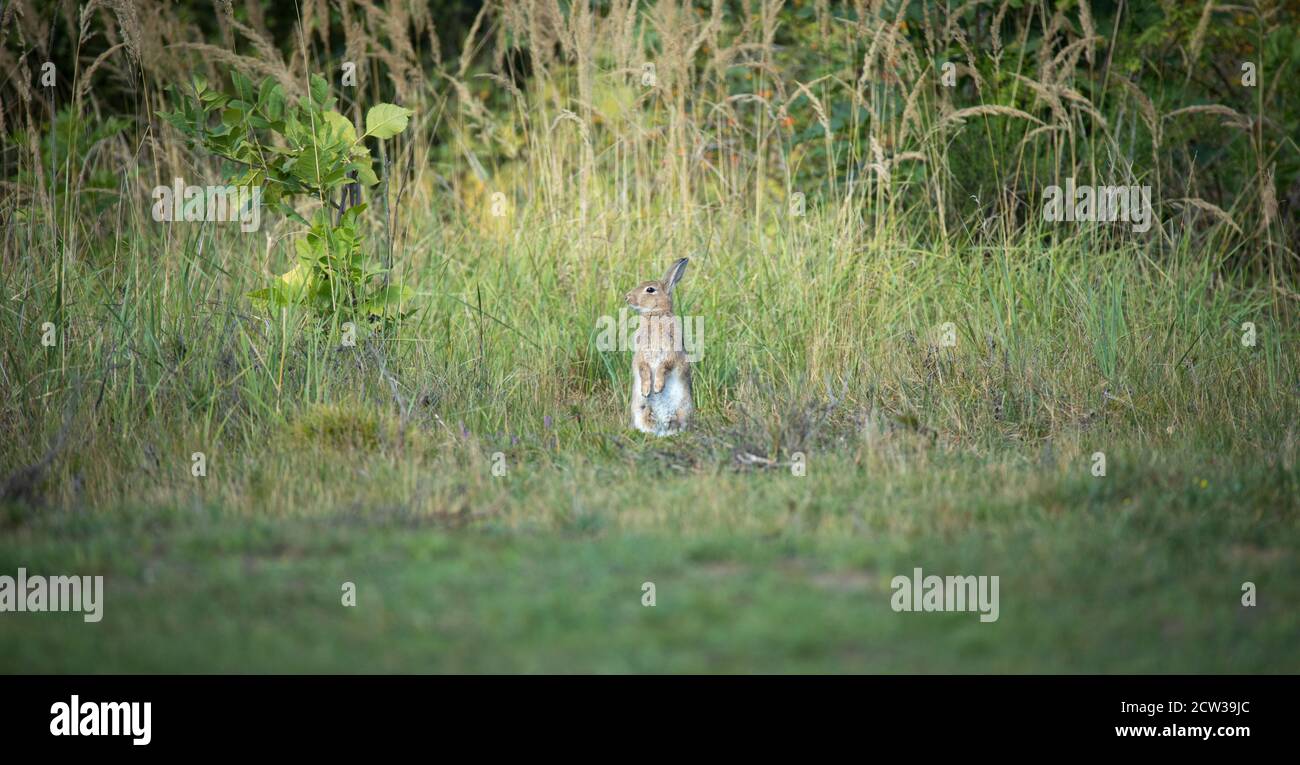 una lepre selvaggia si siede e guarda l'ambiente circostante, la foto migliore Foto Stock