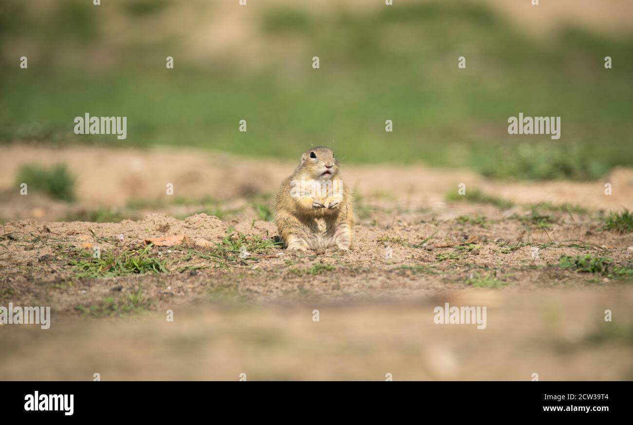 lo scoiattolo di terra corre e osserva i dintorni nel prato, la foto migliore Foto Stock