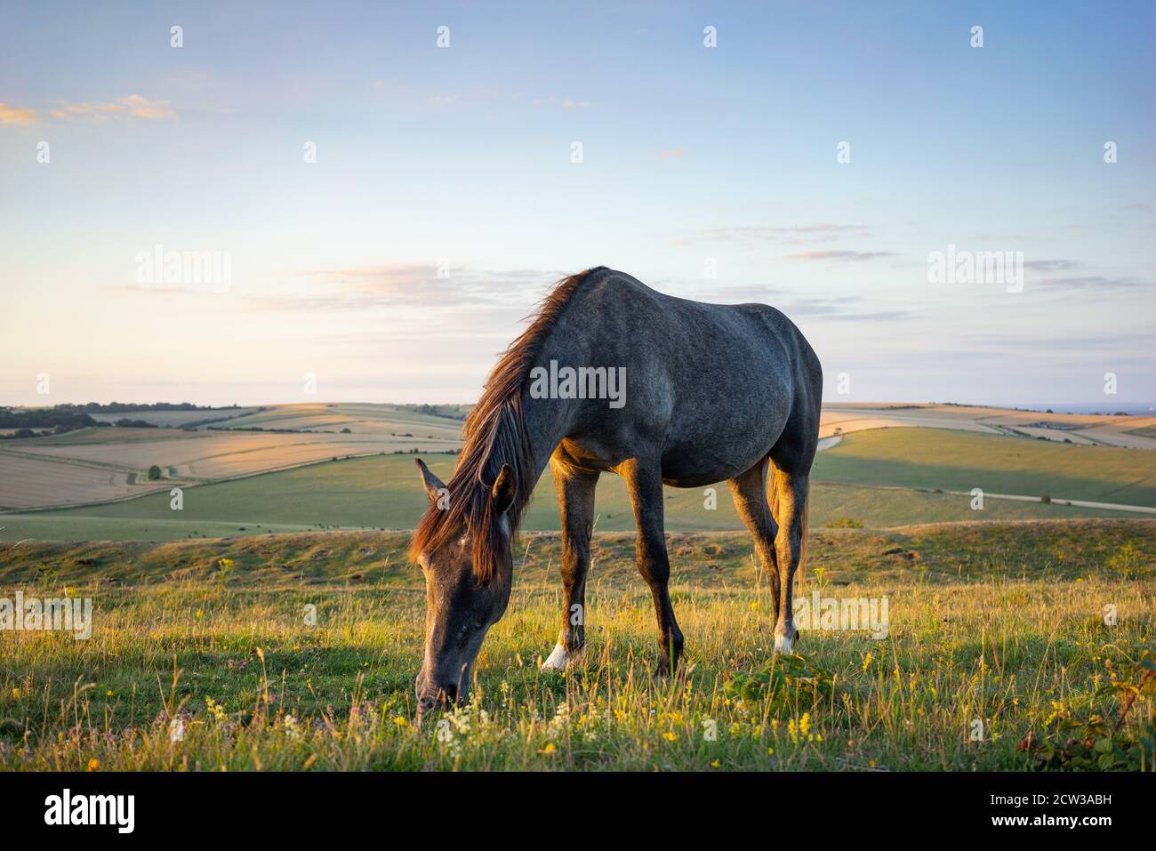 Un pony selvatico che pascola sul Cissbury Ring sulle Downs del Sud nel Sussex dell'Ovest, in Inghilterra, in una serata estiva con luce soffusa. Foto Stock
