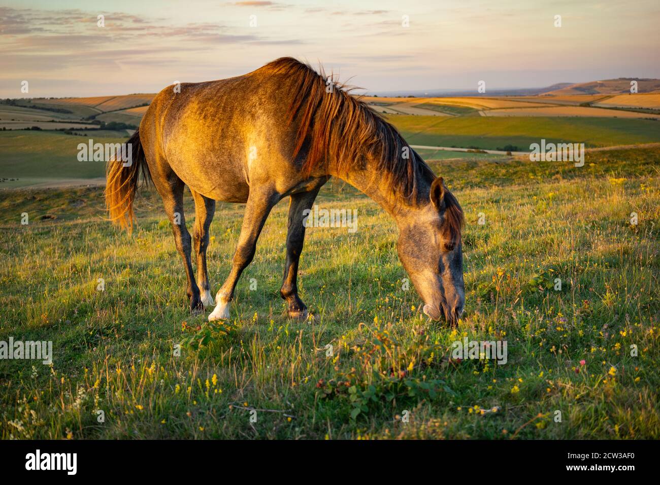 Un pony selvatico che pascola sul Cissbury Ring sulle Downs del Sud nel Sussex dell'Ovest, in Inghilterra, in una serata estiva con luce soffusa. Foto Stock