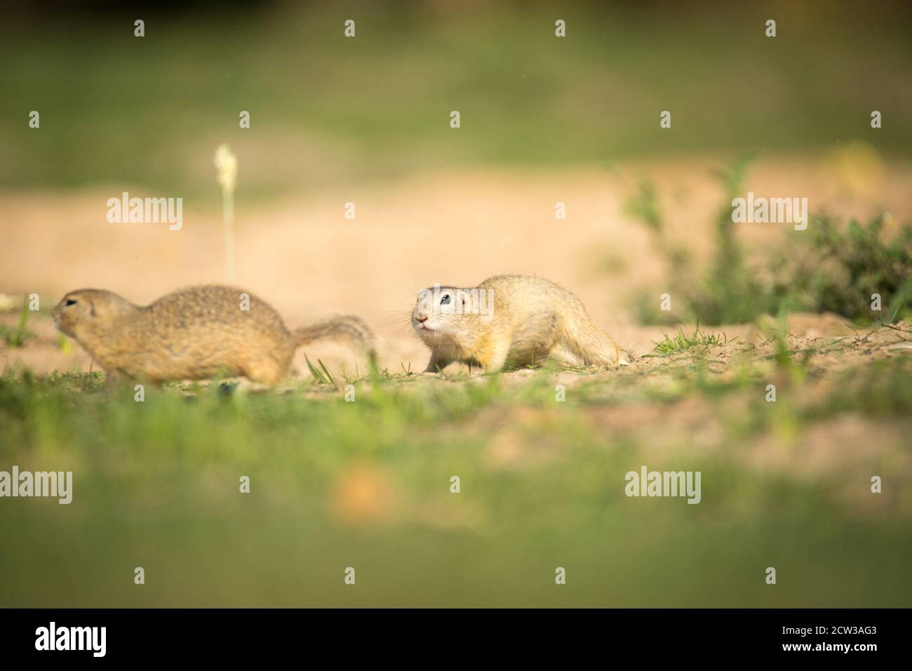 lo scoiattolo di terra corre e osserva i dintorni nel prato, la foto migliore Foto Stock