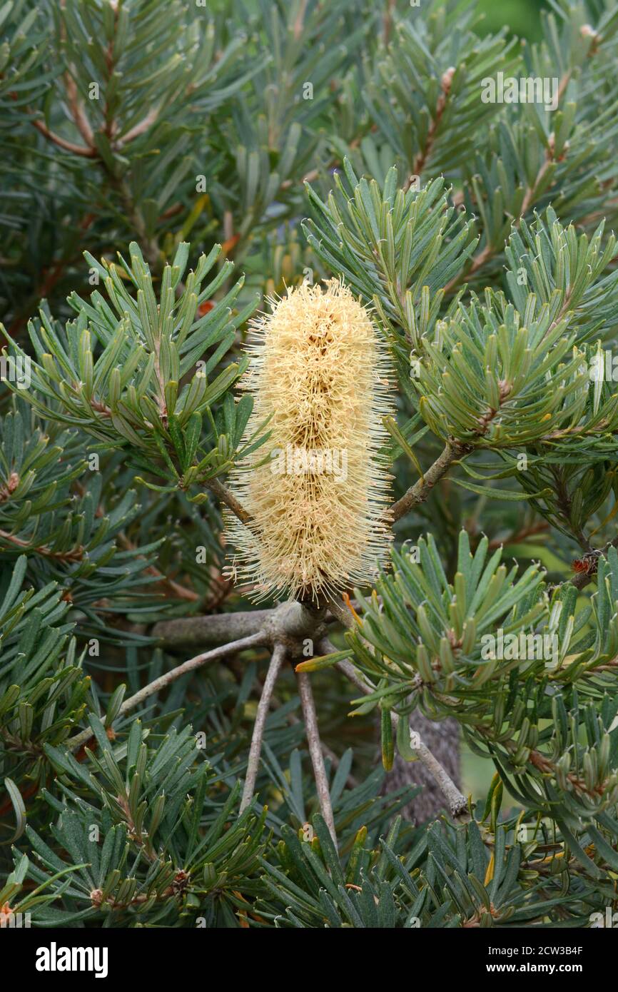 Banksia marginata argento banksia arbusto sempreverde e fiore nazionale Giardino Botanico del Galles Carmarthenshire Foto Stock