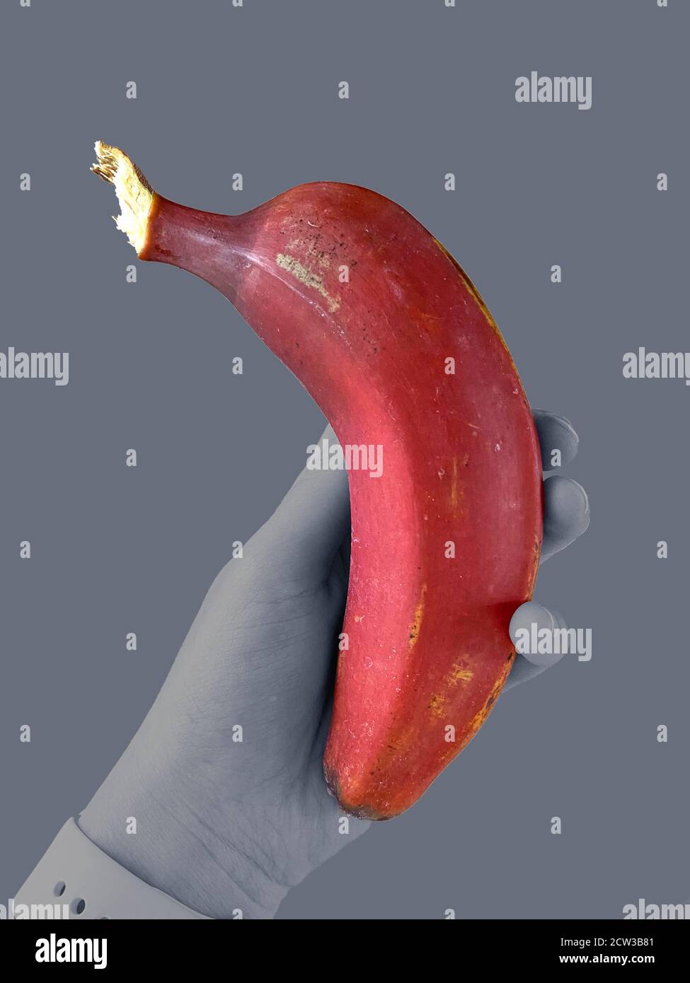 Banana rossa isolata che è tenuta in mano su un buio sfondo grigio Foto Stock