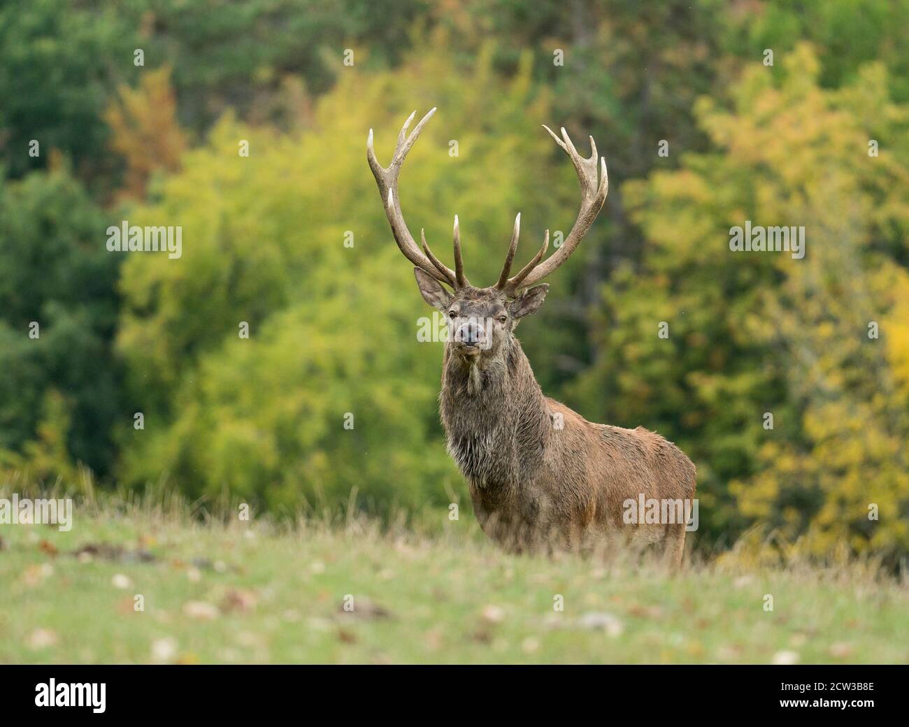cervo rosso stag ritratto in autunno Foto Stock