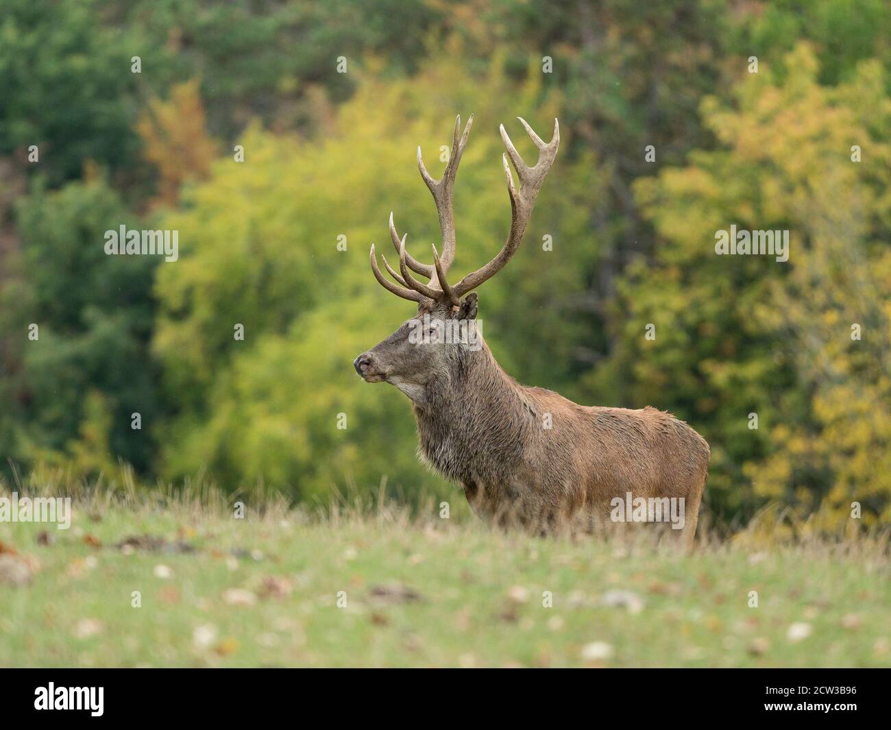 cervo rosso stag ritratto in autunno Foto Stock