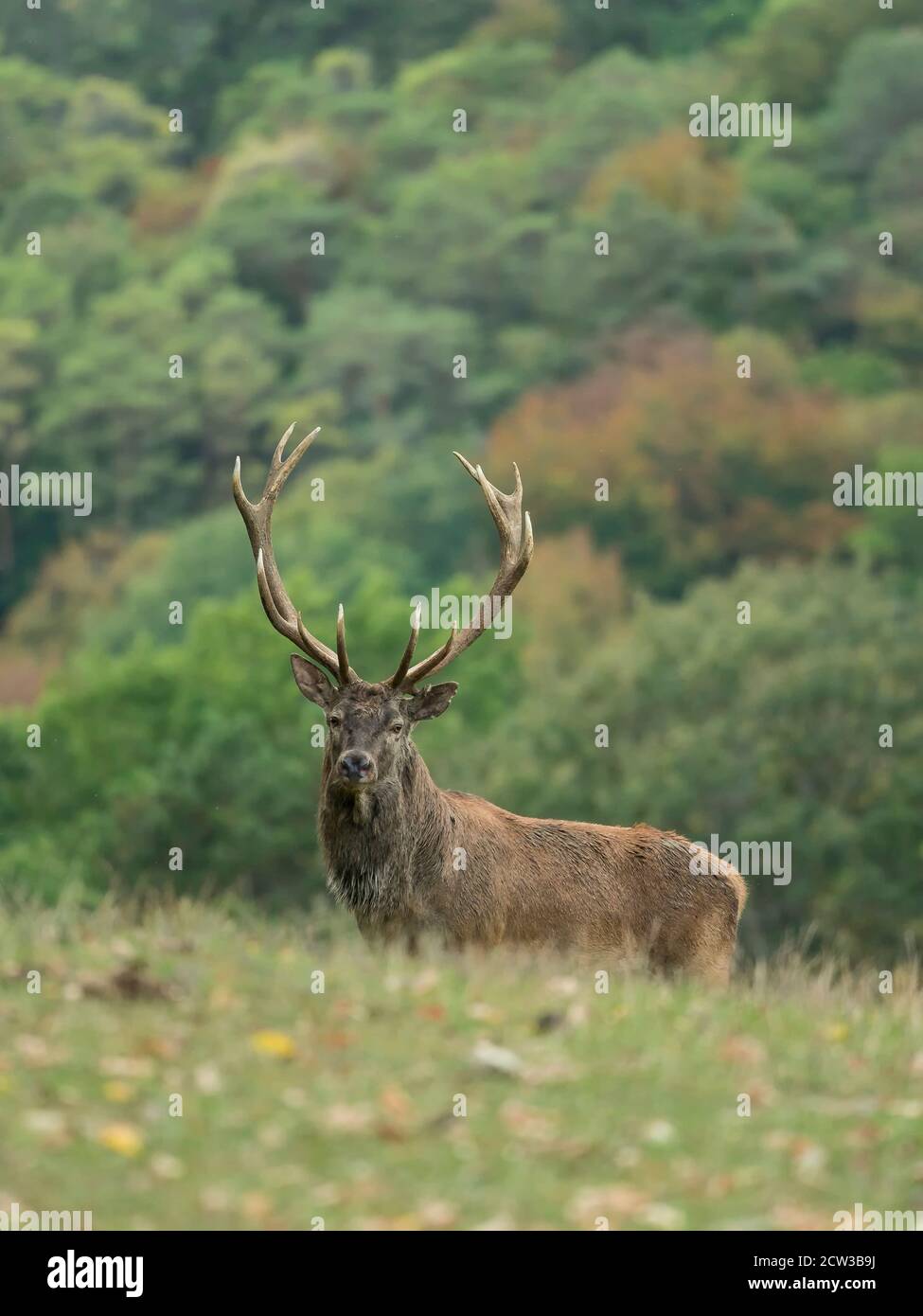 cervo rosso stag ritratto in autunno Foto Stock