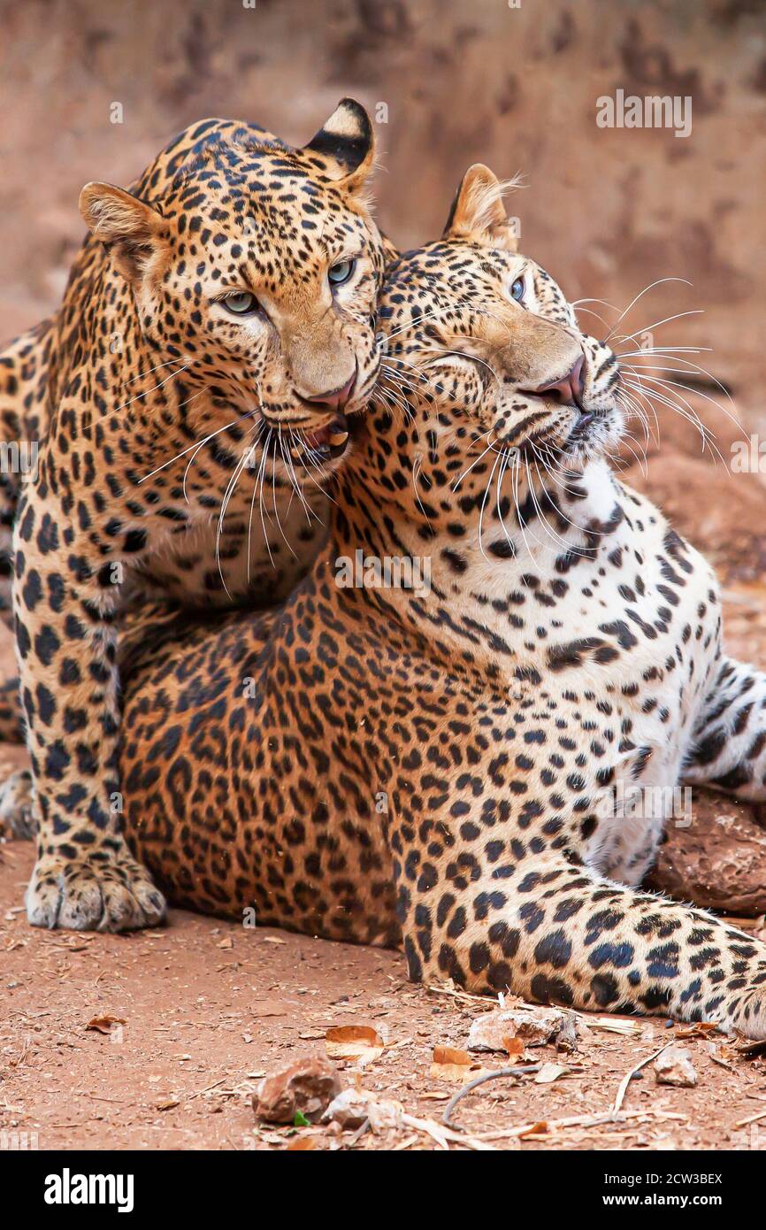 Accoppia il leopardo indocinese che si adulta a giocare su terra sterrata, occhi blu che guardano la fotocamera. Foto Stock