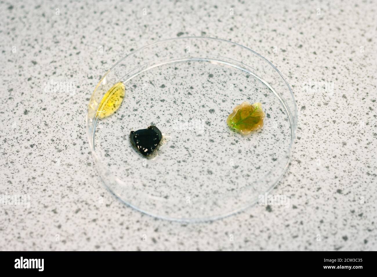 Foglie di una pianta in un piatto di Petri. Il colore nero indica la presenza di amido. Foto Stock
