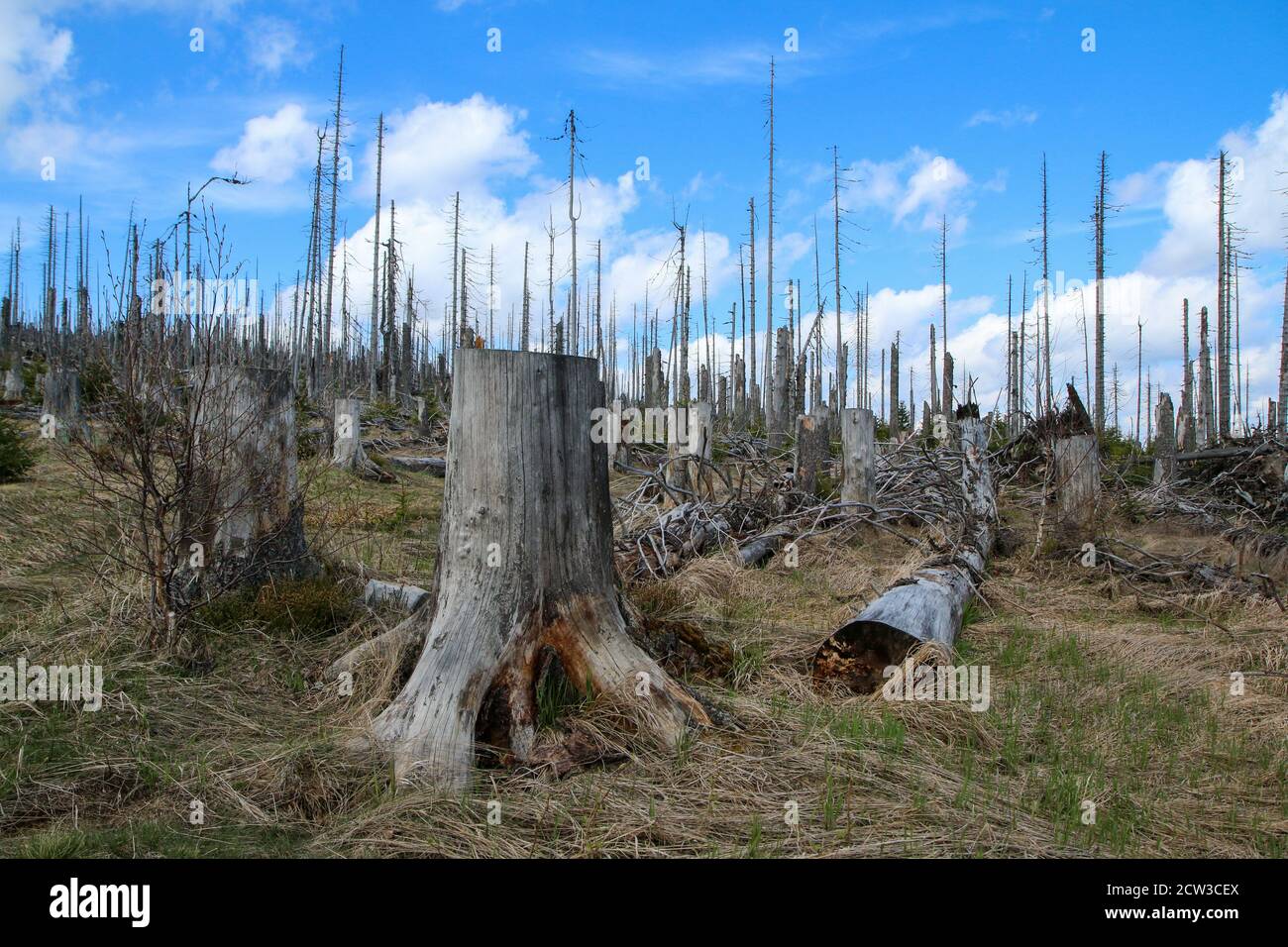 La foresta danneggiata dall'uragano e lasciata rivitalizzare naturalmente senza intervento dell'uomo. Foto Stock