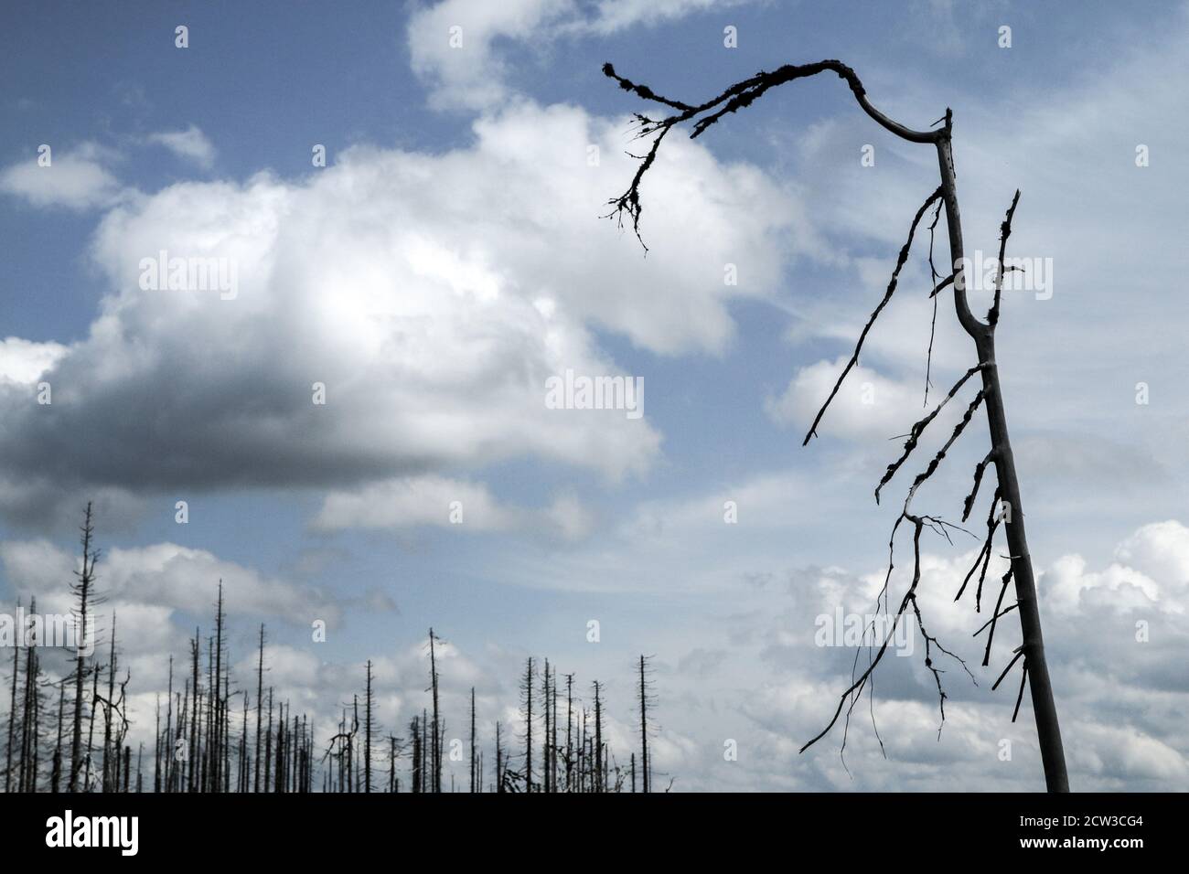 La foresta danneggiata dall'uragano e lasciata rivitalizzare naturalmente senza intervento dell'uomo. Foto Stock