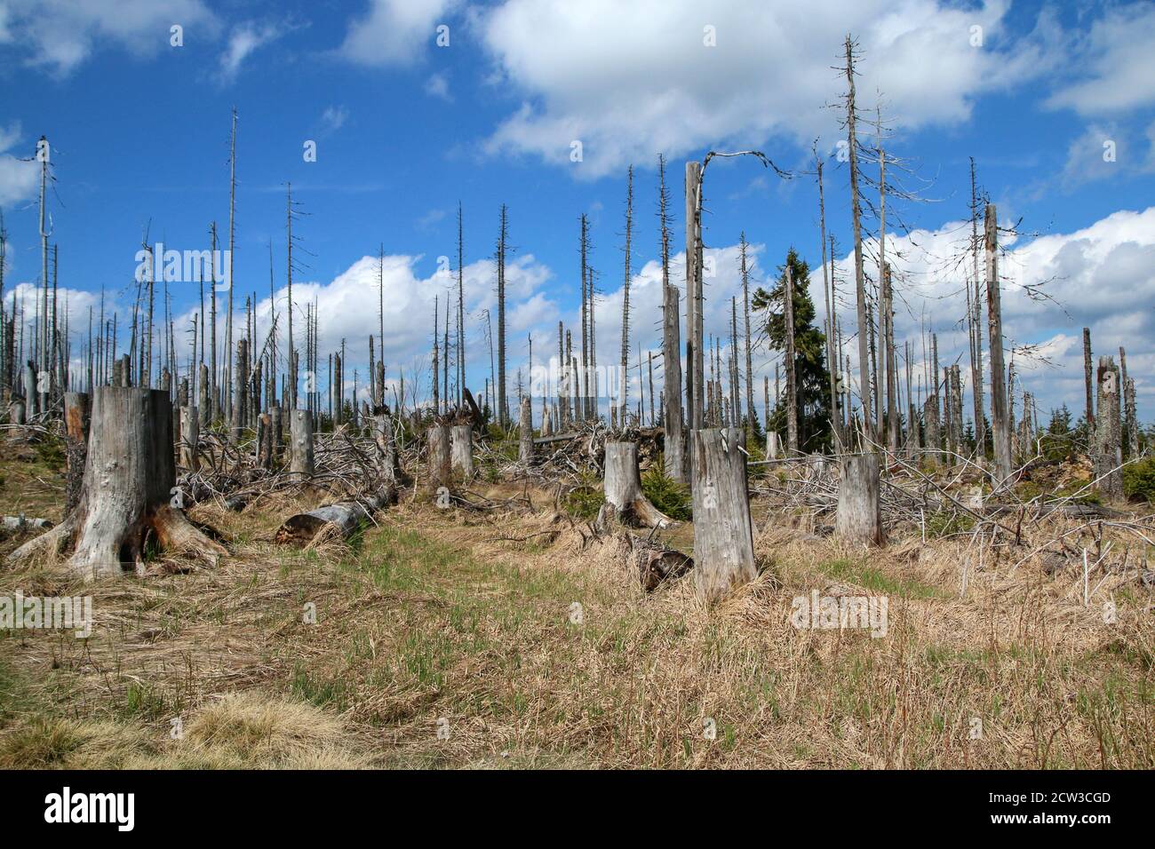 La foresta danneggiata dall'uragano e lasciata rivitalizzare naturalmente senza intervento dell'uomo. Foto Stock