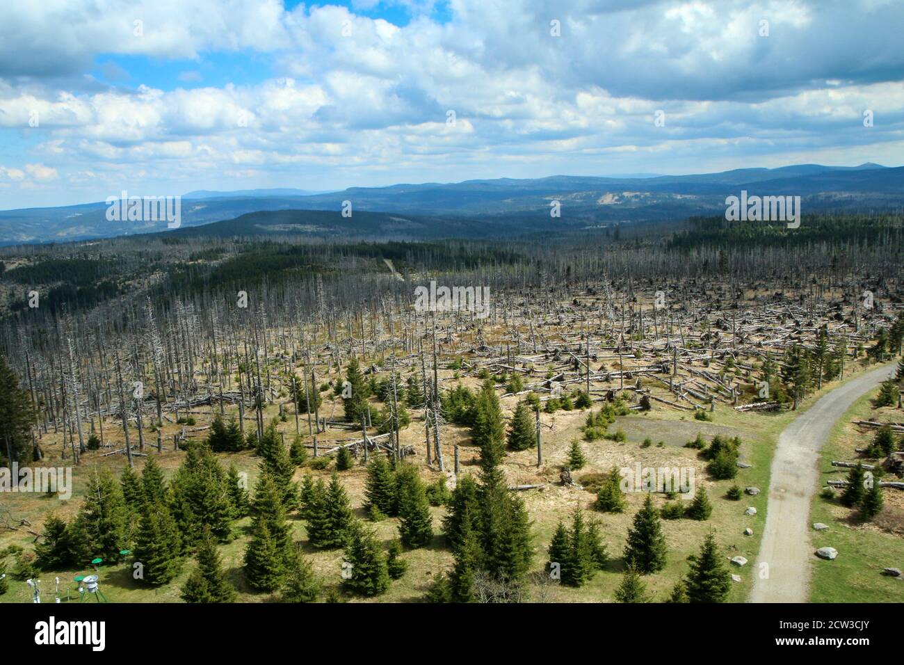 La foresta danneggiata dall'uragano e lasciata rivitalizzare naturalmente senza intervento dell'uomo. Foto Stock