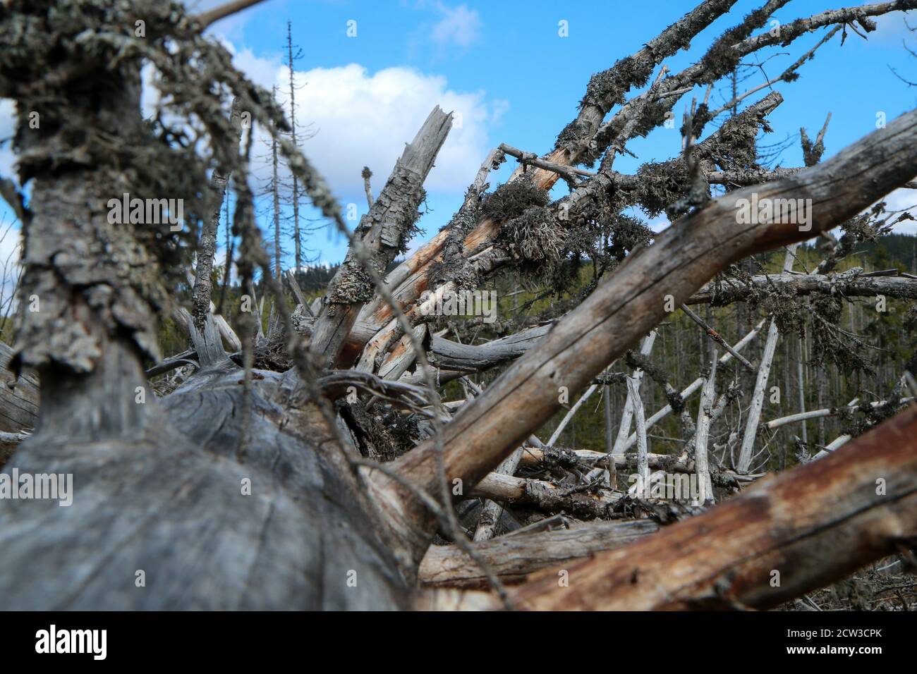 La foresta danneggiata dall'uragano e lasciata rivitalizzare naturalmente senza intervento dell'uomo. Foto Stock