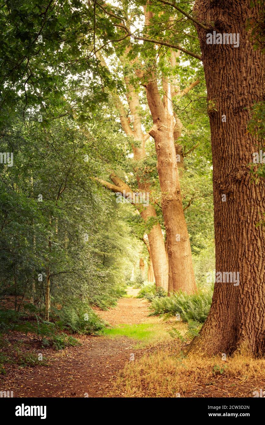 Paesaggio verticale di foresta passa lungo la grande quercia vecchia Alberi nei colori autunnali Foto Stock