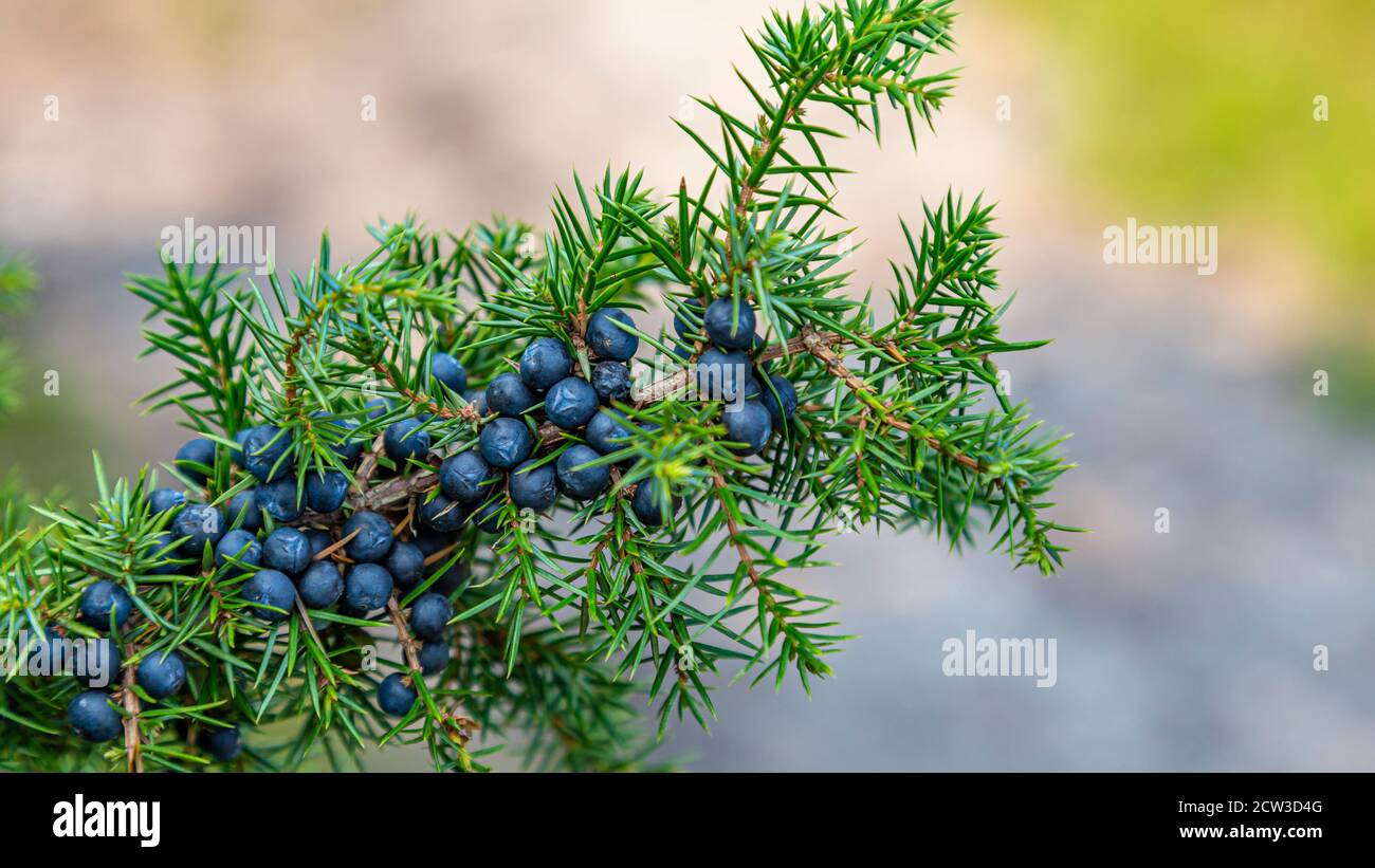 Primo piano comune Juniper ramo con frutti di bosco freschi blu Foto Stock