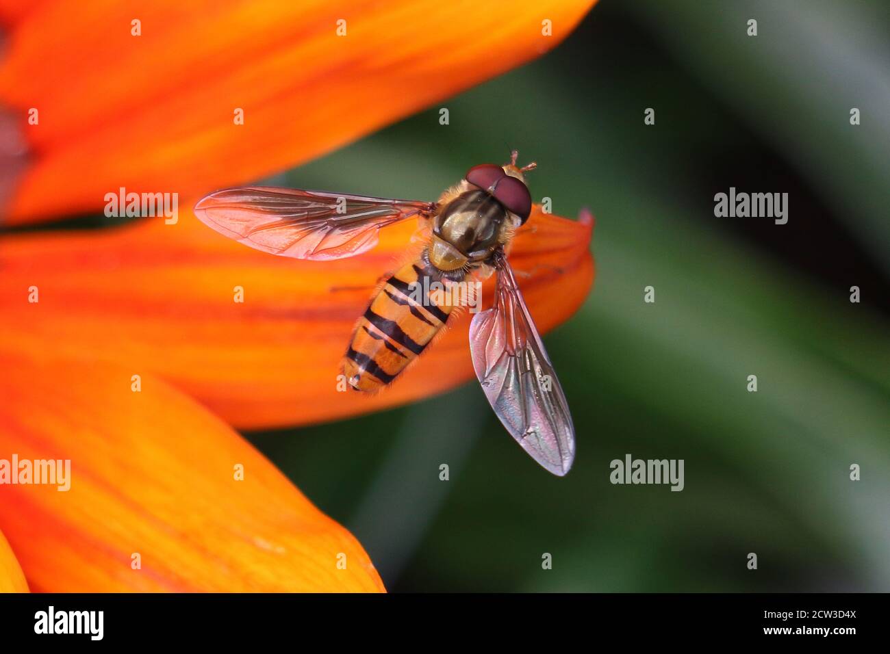 Marmalade maschio a strisce arancioni e nere Hoverfly, Episyrphus balteatus, su un petalo di fiori arancioni, vista dall'alto, primo piano, sfondo verde sfocato Foto Stock