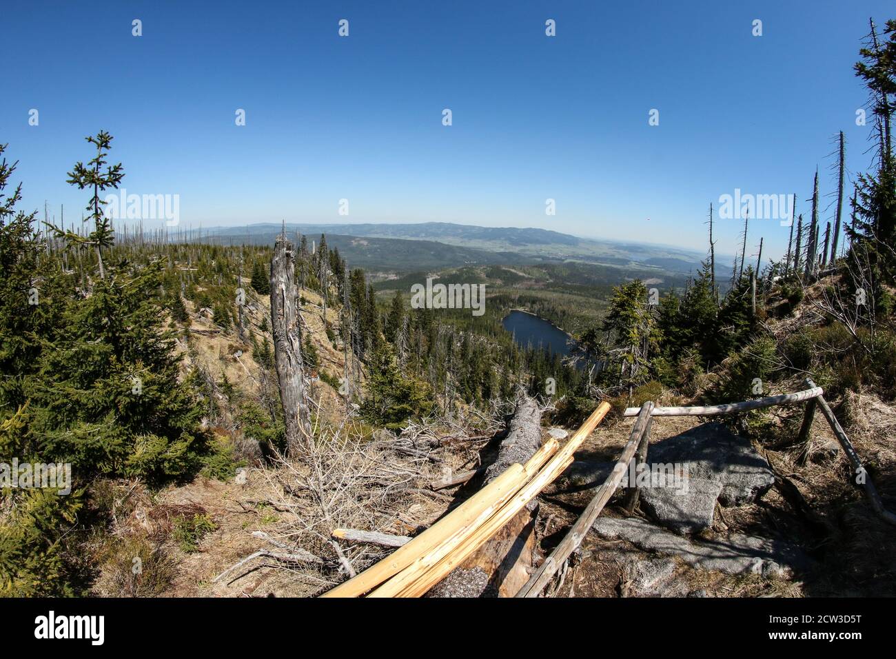 La foresta danneggiata dall'uragano e lasciata rivitalizzare naturalmente senza intervento dell'uomo. Foto Stock