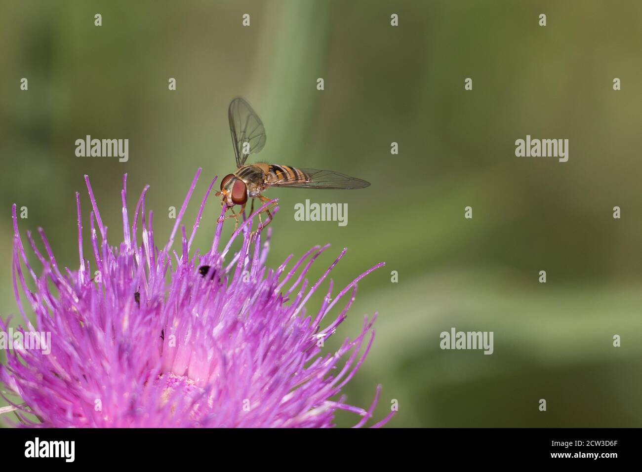 Marmalata a strisce arancioni e nere Hoverfly, Episyrphus balteatus, su un fiore di cardo viola con ali aperte, primo piano, sfondo verde sfocato Foto Stock