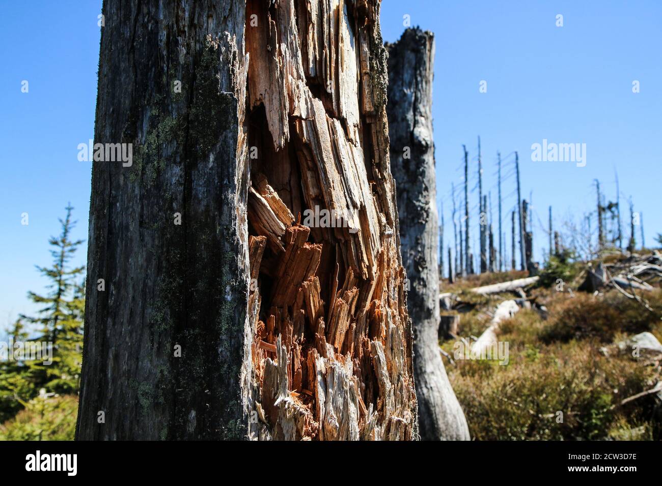 La foresta danneggiata dall'uragano e lasciata rivitalizzare naturalmente senza intervento dell'uomo. Foto Stock