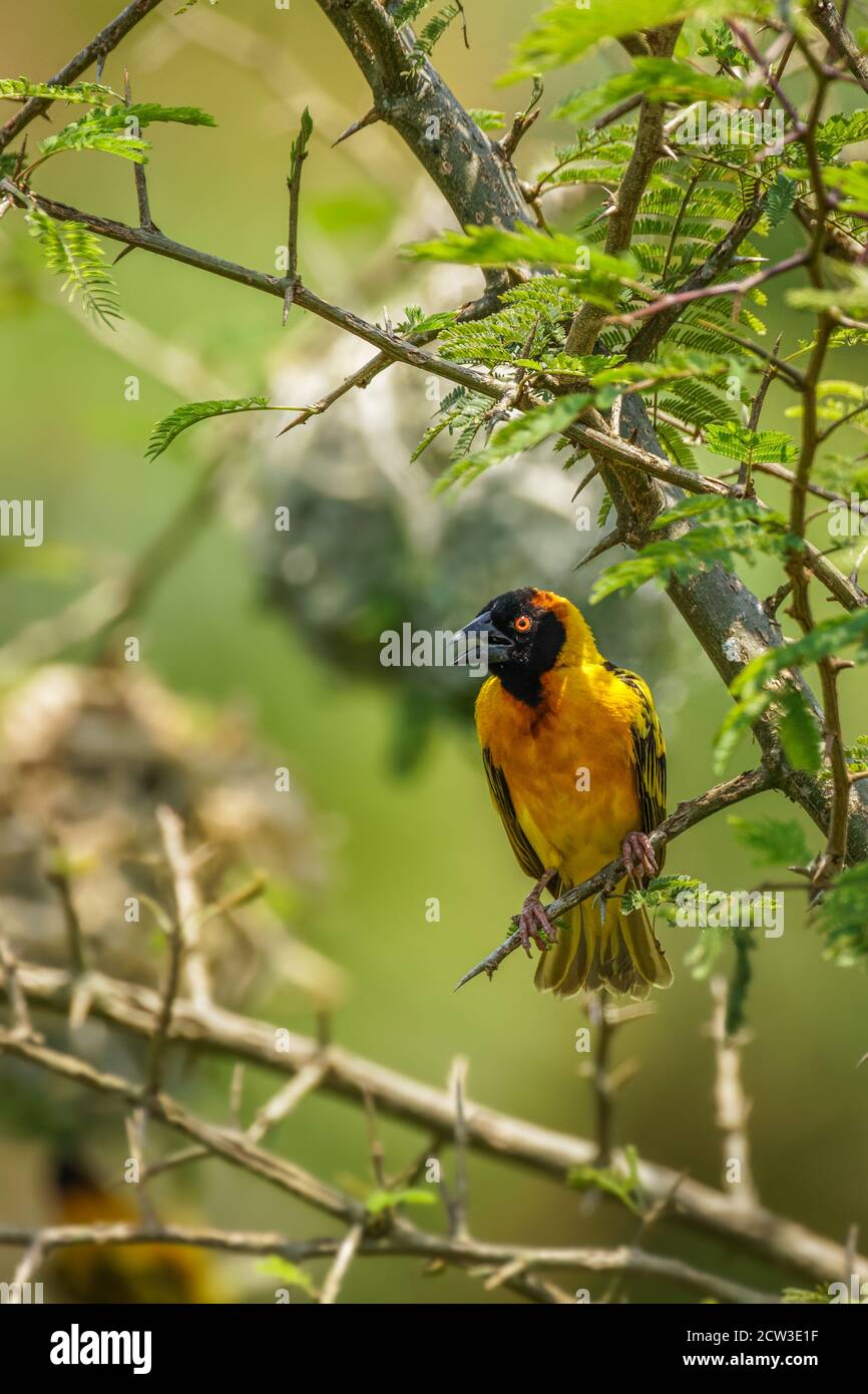 Tessitore mascherato del sud africano (Ploceus velatus) arroccato su un ramo. Uccelli gialli con testa nera con occhio rosso, Kibale Forest National Park, Uganda. Foto Stock