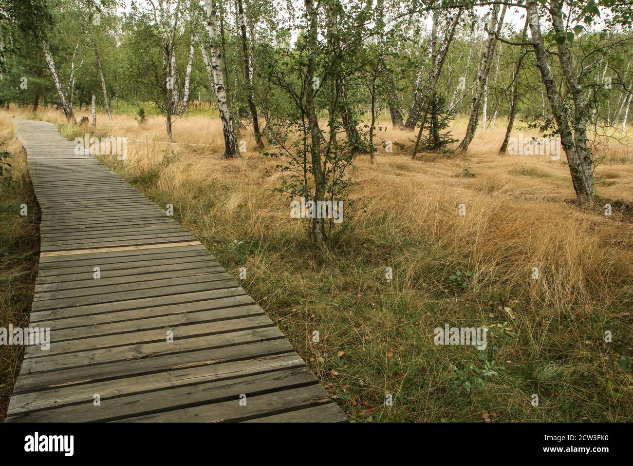 La foto dall'area protetta nazionale della Repubblica Ceca chiamata SOOS. L'ex zona di estrazione della torba. Foto Stock
