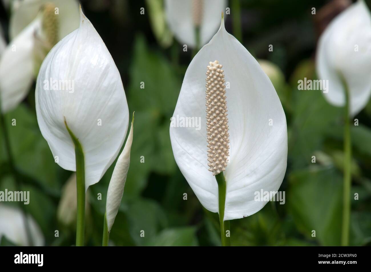 Sydney Australia, gambi di fiori bianchi di Spathiphyllllum cochlearispathum o giglio di pace in giardino Foto Stock