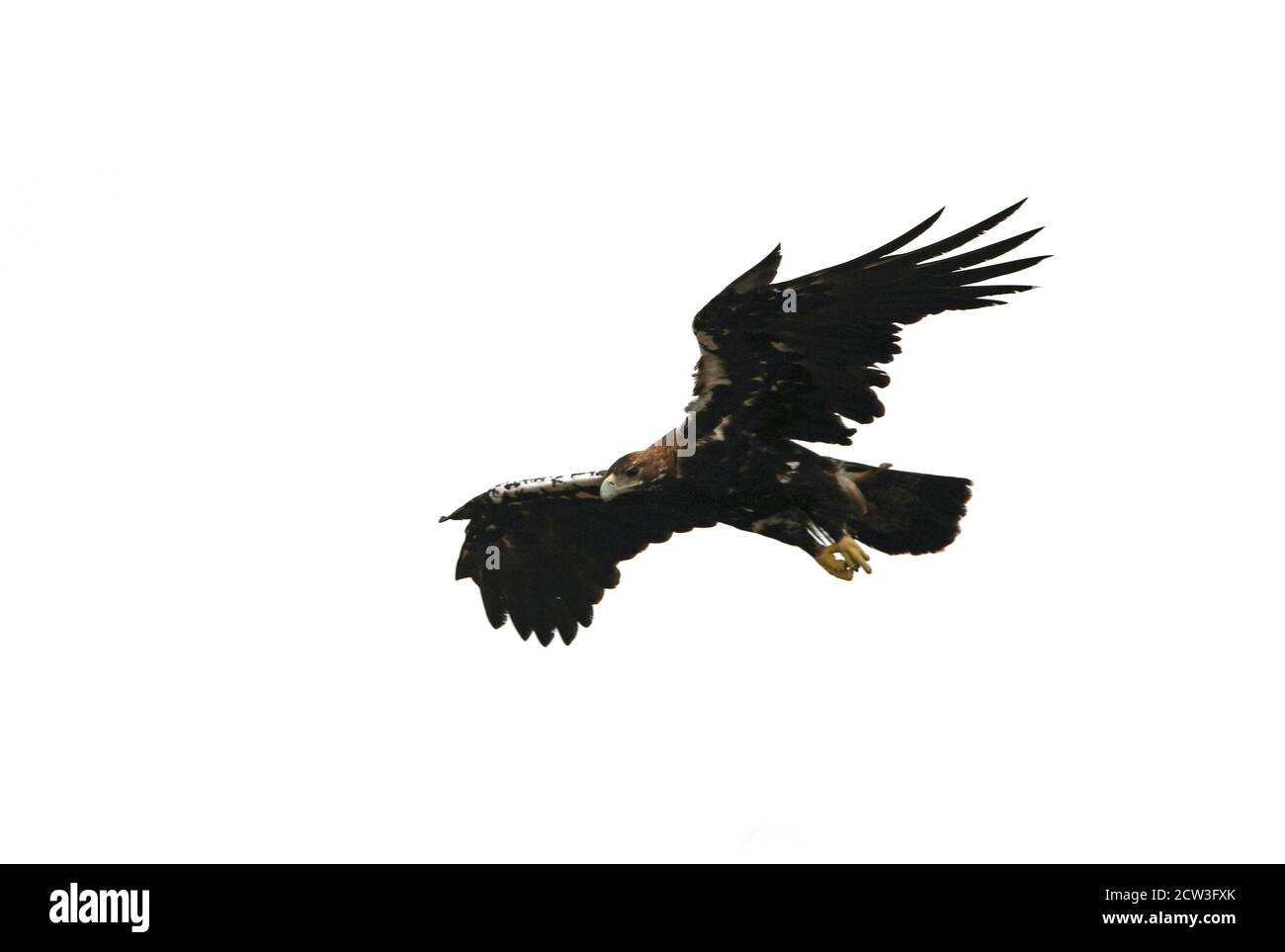 Aquila imperiale spagnola femmina adulta che vola in una foresta mediterranea con la prima luce del giorno Foto Stock