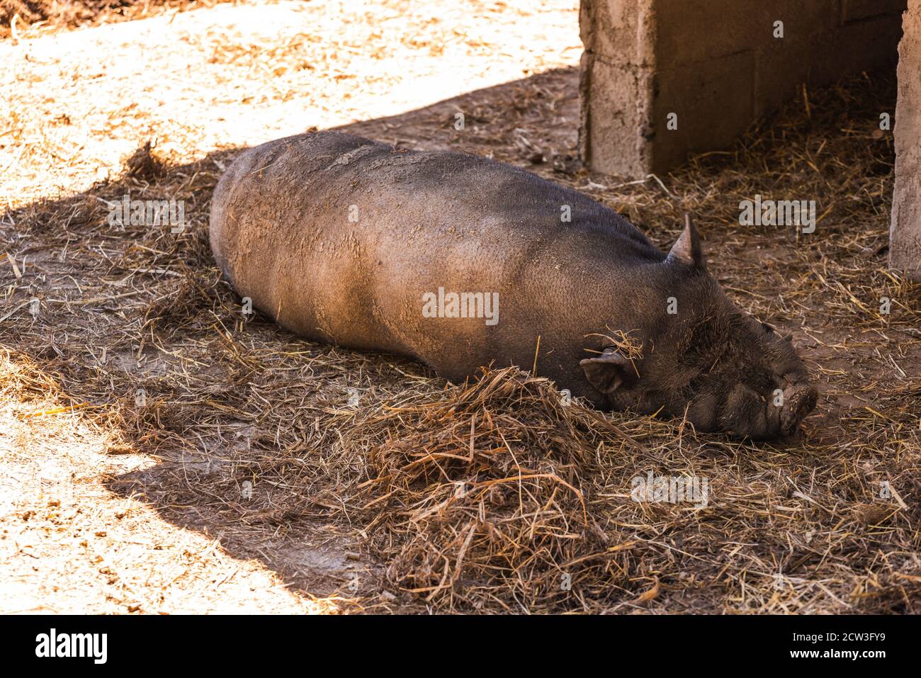 Una pentola vietnamita abbellita di maiale su terreno fangoso Foto Stock