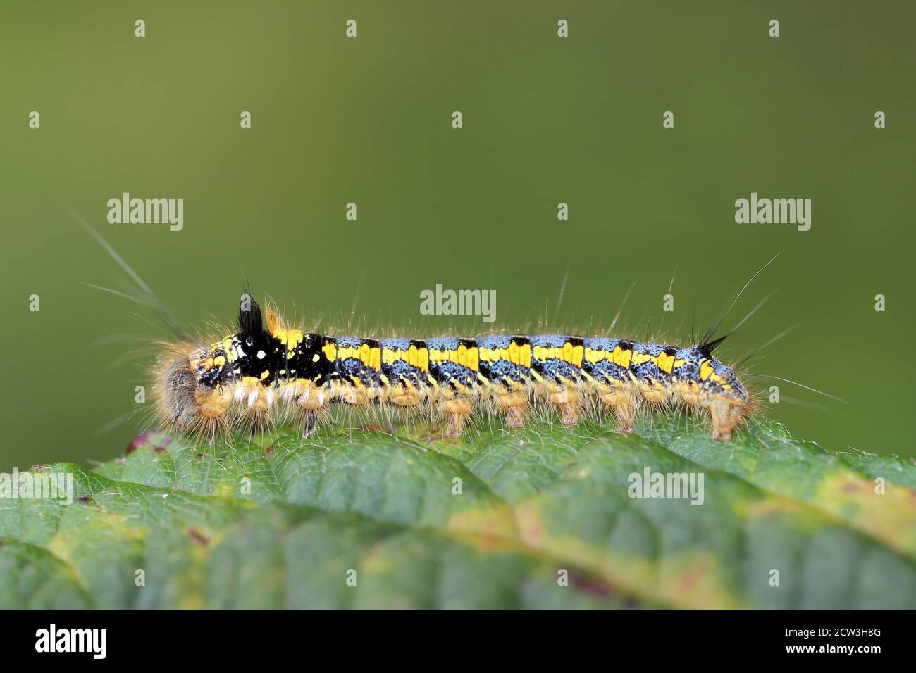 Il bevitore Moth Euthrix potatoria Caterpillar - Early Instar Foto Stock