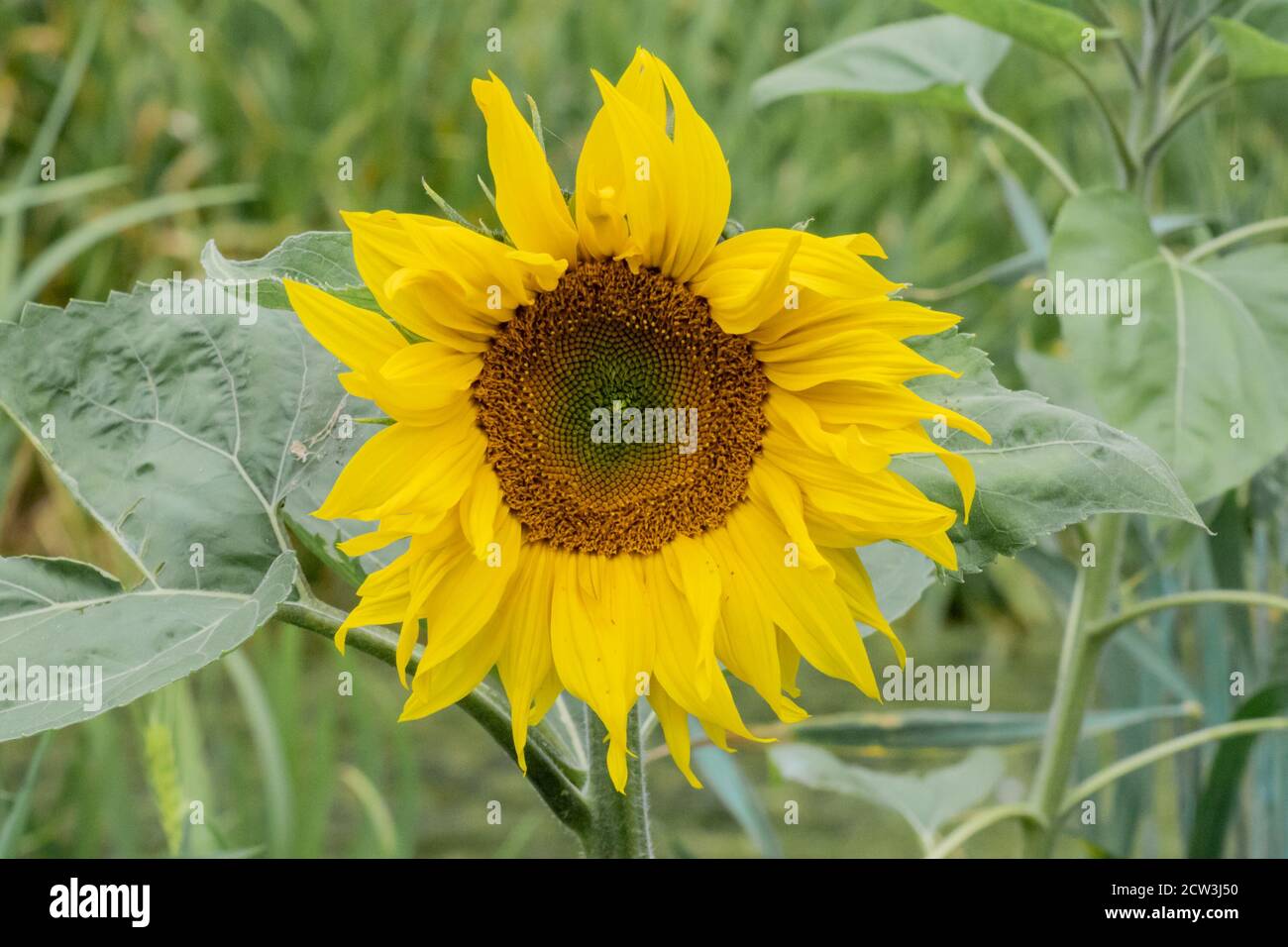 Girasole (Helianthus) che cresce da un vecchio nido di cigno su un canale, probabilmente un risultato di seme di uccello gettato sul nido in precedenza. Inghilterra, Regno Unito Foto Stock